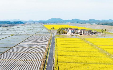 龙湾渔场田埂“种金”