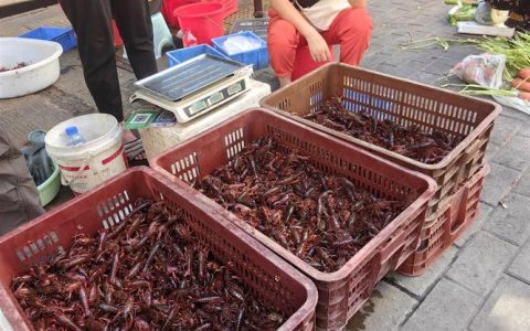 小龙虾产销旺