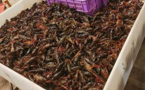 “潜江龙虾”批量上市 市场供需两旺