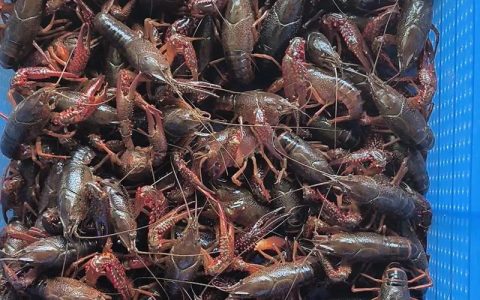 小龙虾市场交易旺