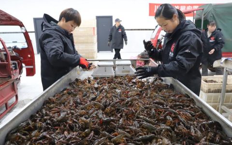 打造小龙虾产供销“潜网模式”