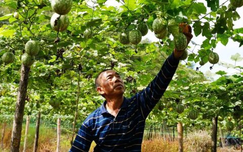 金黄吊瓜满枝头 特色种植助振兴