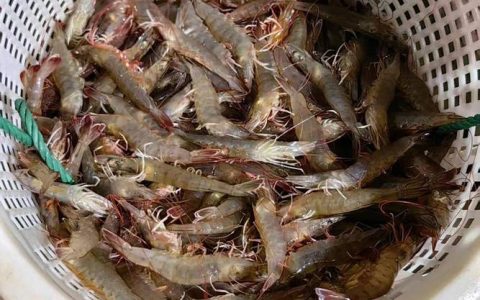 冬虾养殖添新景