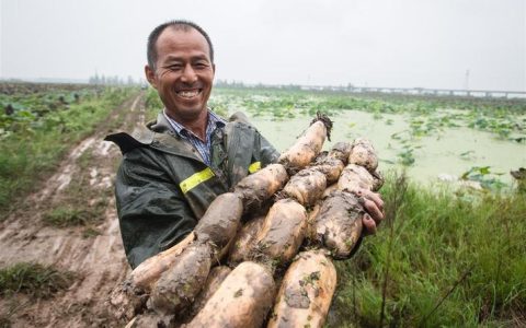 潜江老藕农靠科技种藕 200亩藕塘迎丰收