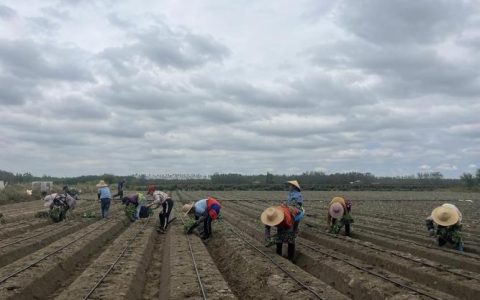 渔洋镇新台村：西兰花移栽忙 闲田变“增收田”