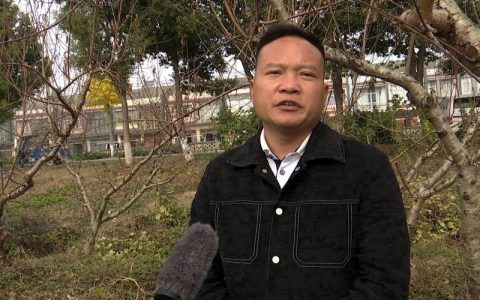让“仙桃有好桃”名声更响亮——记市政协委员、仙桃市桃树研究所所长许泽坦