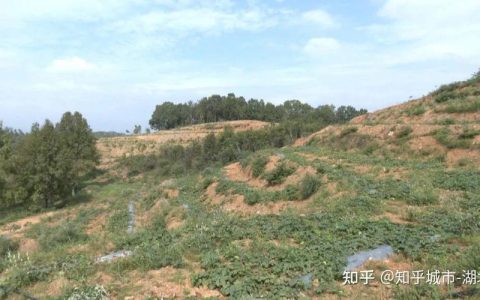 撂荒地上结出“金冬瓜”，黄陂“斗笠哥”把香芋水果冬瓜卖到山姆店