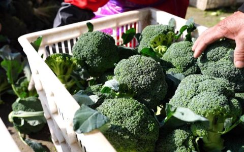 一朵花，富万家——陈场镇服务返乡村民发展西兰花产业见闻