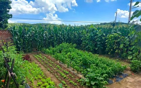 全市发展庭院经济38380户——“方寸地”变“增收园”