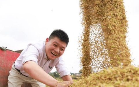 杨林尾5000亩再生稻“第二茬”喜迎丰收 为农户带来500万元纯收入