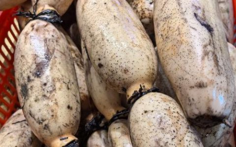 沔城藕全产业链产值突破32.7亿元 千年古藕“链”起乡村致富路