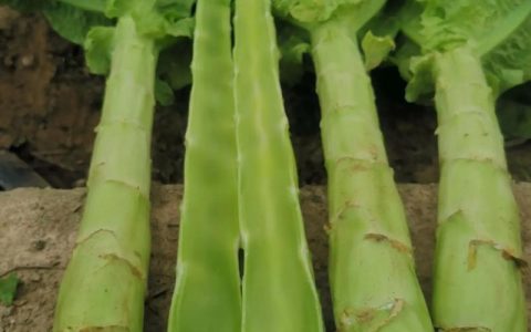 好品质好收成 沔城千亩莴笋俏销