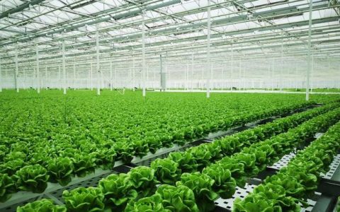 荆州九丰智慧农业及农文旅项目开工 打造“智慧农业+农文旅+植物工厂”三产融合新标杆