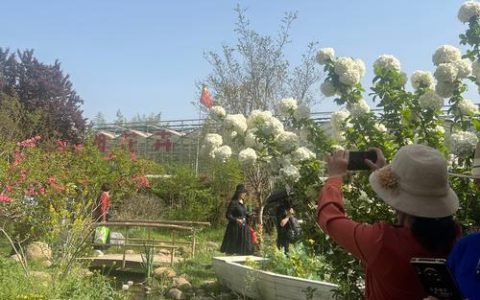 陈场镇：“杂物山”变花园