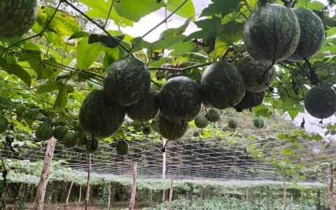 熊口管理区吊瓜喜获丰收！亩效益最高达1万元