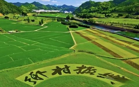 碎田整合+设施升级 浩口激活乡村振兴“田动力”