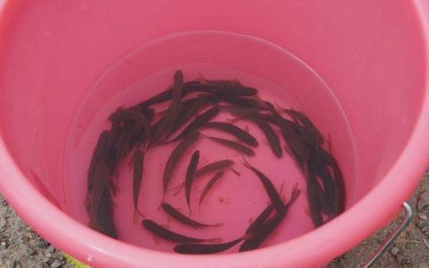 鹤峰累计在溇水河流域放流鱼苗超170万尾