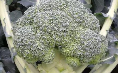 技术“撑腰”西兰花日销万单