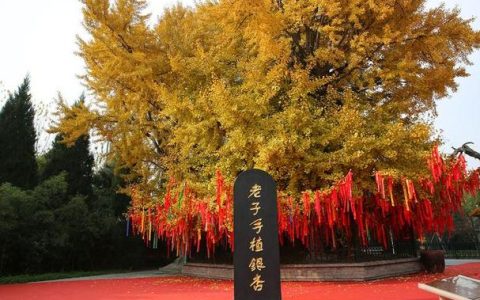 430年古银杏：校园里的“岁月见证者”