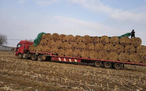 “农”力满格！周矶管理区初冬忙出“双丰收”