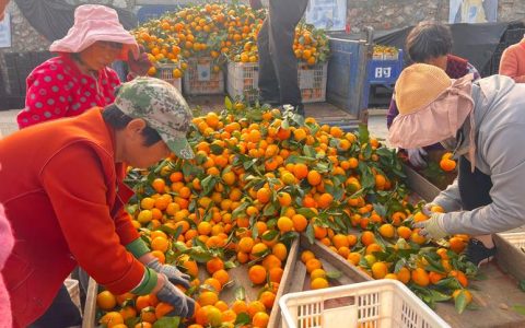 脐橙销售忙