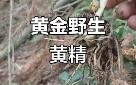 黄精“生金”