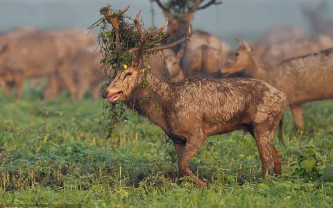 湖北卫视《支点周刊》关注石首麋鹿保护