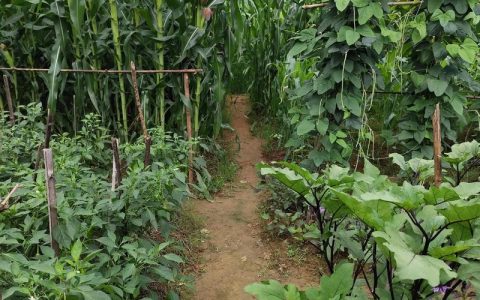 杨林尾镇三合村“小菜园”成了“增收园”