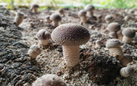 小香菇焕发大“蘑”力