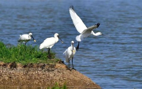 朱湖：万只鸬鹚归故里