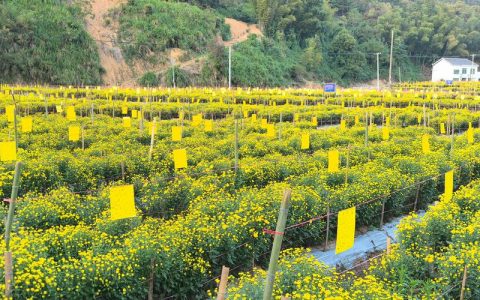 种植野菊花铺就致富路