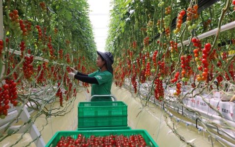 智慧种番茄，农园变乐园