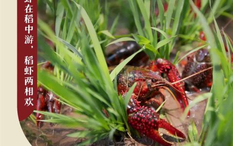 [荆楚网]东湖评论：从潜江“虾稻共作”看何以共生？