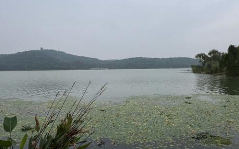 张家湖边飘来咖啡香