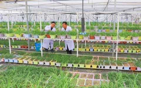 生升农业生态育苗基质项目 落户卢市镇