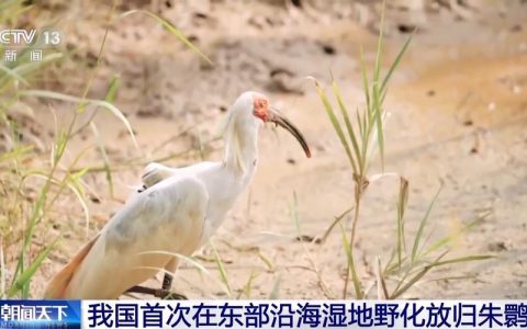 大冶首批朱鹮顺利野化放归