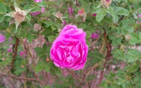 一叶破局 全域出圈——千年银杏谷秋季爆火的背后