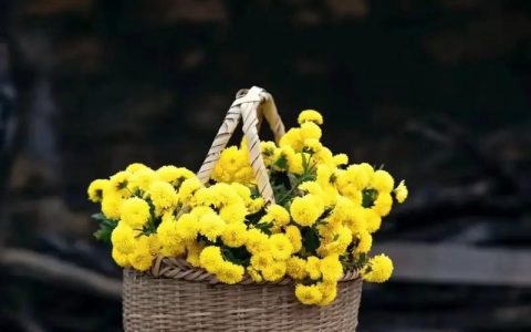 匡河镇文家坊村：野菊花绽放“致富花” 乡村振兴添活力