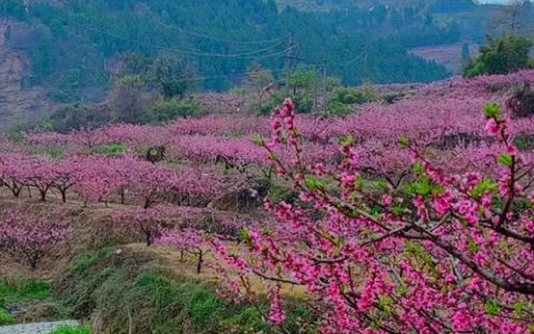 满庭“枫景”映山乡