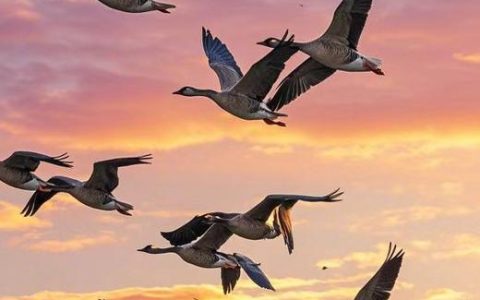 以“头雁效应”激发“群雁活力”