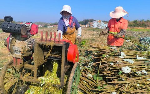 咸安北岭村苎麻种植基地  羊粪有机肥成丰产“密码”
