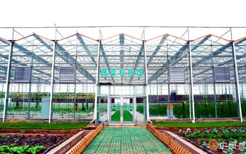 嘉鱼“三路并进”  “蔬”写产业高质量发展新篇章