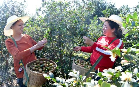 种好油茶林　喜摘致富果——通城油茶产业振兴记