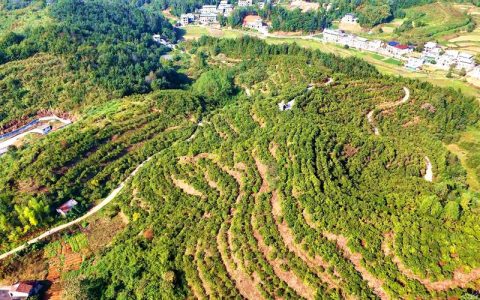 通城32万亩油茶喜迎丰收