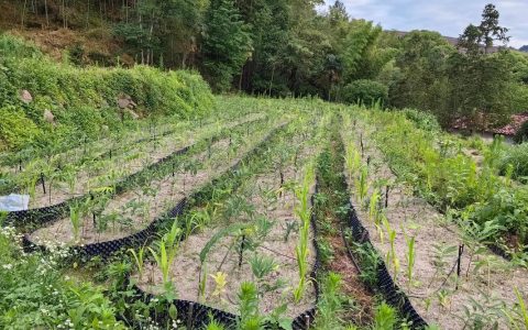 崇阳桂花泉镇黄精种植技术分享走进基地
