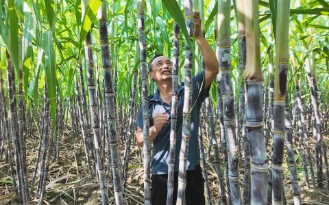 崇阳县天城下津村：一根甘蔗撑起“甜蜜生计”