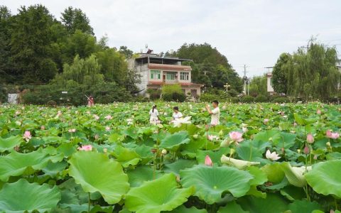崇阳肖岭乡金不村：秋染橘园正丰甜