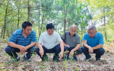 崇阳林权改革推动林下生“金”