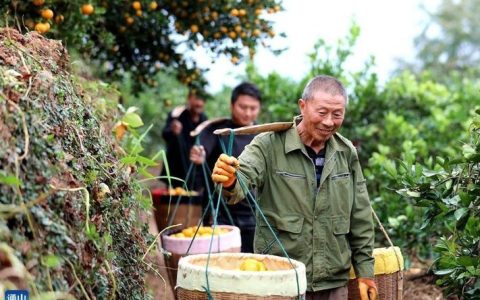 柑橘园里话丰年 通山慈口乡的“金色”蜕变