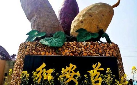 通山红薯“3414”试验获高产  增产技术模式将在全县推广